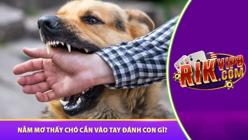 Nằm mơ thấy chó cắn vào tay đánh con gì
