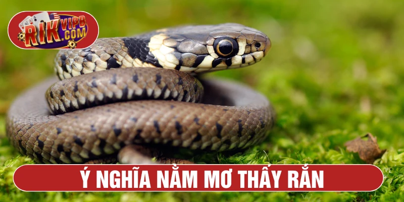 Ngủ mơ thấy rắn