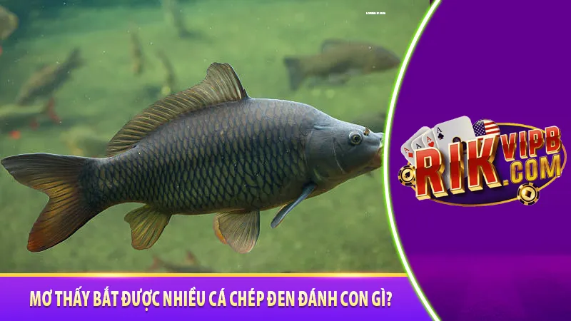 Mơ thấy bắt được nhiều cá chép đen đánh con gì