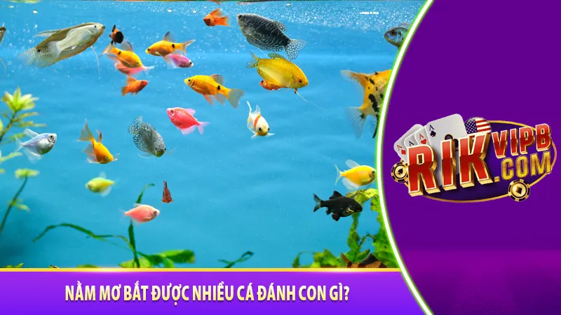 Nằm mơ bắt được nhiều cá đánh con gì