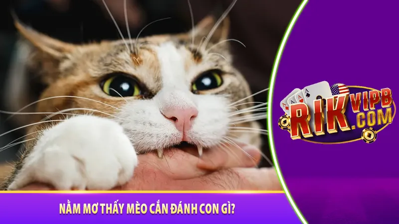 Nằm mơ thấy mèo cắn đánh con gì