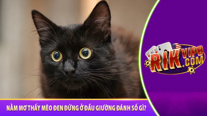 Nằm mơ thấy mèo đen đứng ở đầu giường đánh số gì