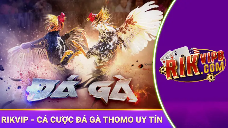 Rikvip - địa chỉ cá cược đá gà thomo uy tín, an toàn 